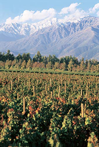 Casillero del Diablo Chardonnay Trocken (1 x 0.75l)