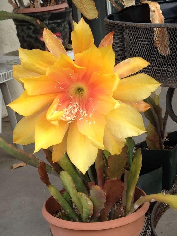 See full amazon price history chart for BeGrin Yellow Brahma Kamal Live Plant Saussurea Obvallata Night Queen Lady of The Night King of Himalayan Flowers Sacred Saussurea Night blooming Cereus Healthy Live Plant Without Pot BeGrin Yellow Brahma Kamal Live Plant Saussurea Obvallata Night Queen Lady of The Night King of Himalayan Flowers Sacred Saussurea Night blooming Cereus Healthy Live Plant Without Pot (B0D2JG4H4R) Amazon Price History, Amazon Price Tracker