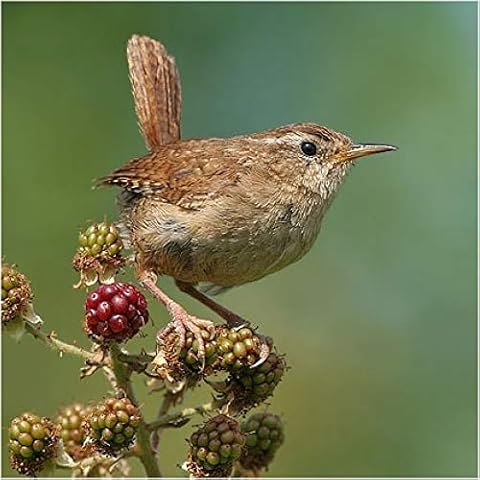 rspb Wren Greeting Sound Card Cover
