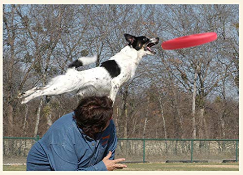 Durable Dog Throw Toy Float Nearly Indestructible Flying Disc Dog Toy,Large For Medium To Large Dogs Dt101D Orange 8.8 Inch #TOP4