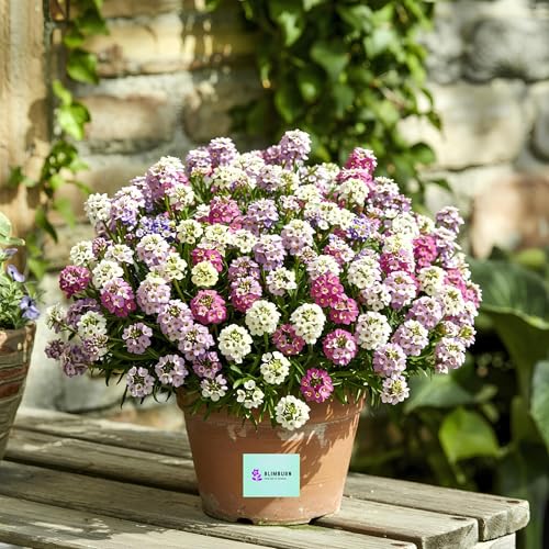 Image of BlimBurn Alyssum Flowers Mix Seed - 100+ Hybrid Seeds, All Year Grow, Easy To Grow & Care.
