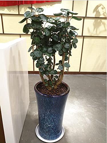 Angde Plant Saucer 14 Inch (12 Inch Base), 6 Pack Of 14 Inch Plant Saucer, Plastic Plant Trays For Pots, Plant Saucers For Indoors Round, Planter Tray For Planter 11"/12"/13" (Grayish White) #TOP5