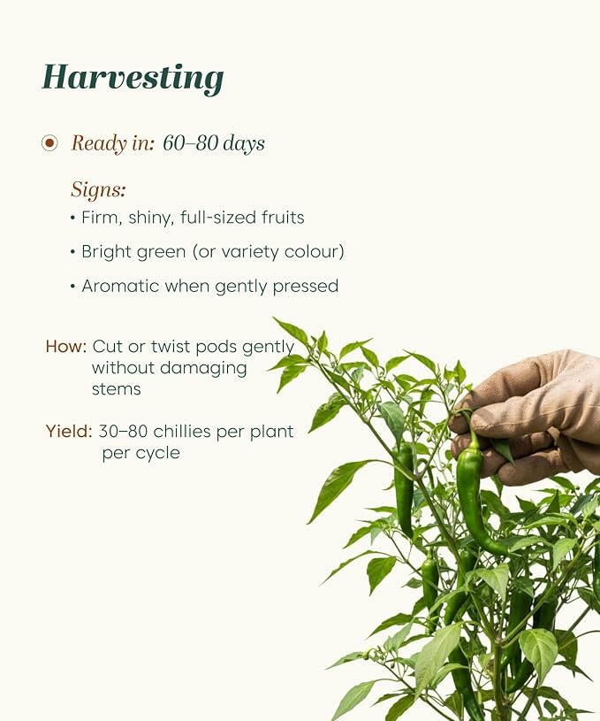 Image of Green Chilli Seeds 100 Seeds with Free 20 Marigold Seeds