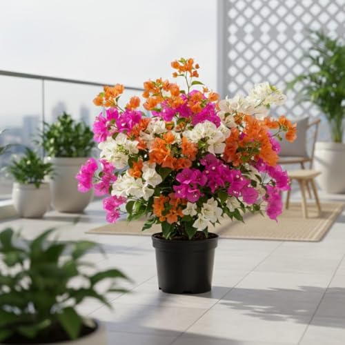 Image of Multicolor Bougainvillea Live Plant with Pot | Rare Grafted Bougainvillea Bonsai Flower Plant | Decorative Outdoor Indoor Flowering Plant for Home Garden Balcony Terrace Decor | (Pack of 1) FloraPlax