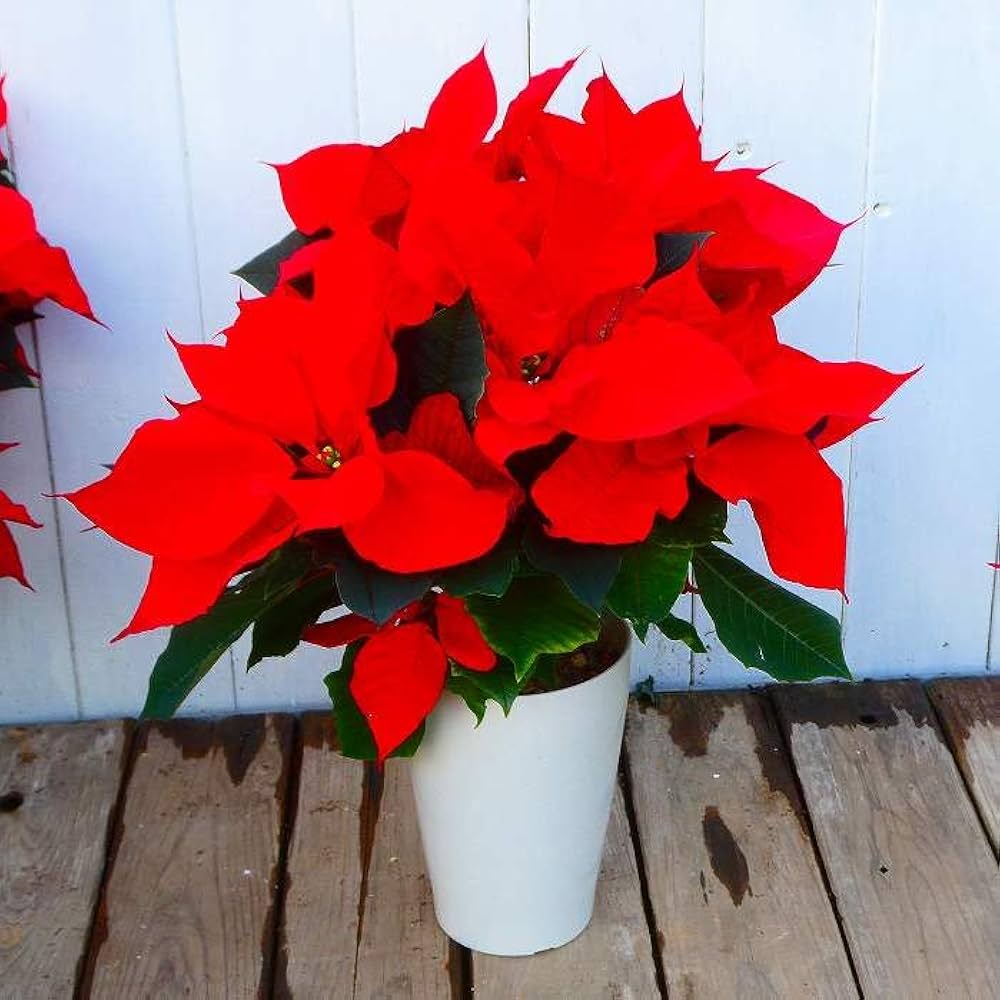 Amazon.co.jp: ポインセチア 4号鉢 クリスマスナイト 赤花 クリスマス