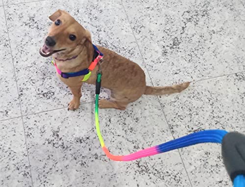 Peitoral com Guia Colorido Para Cachorro Pequeno Porte