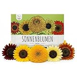 Semi di girasole colorati con alto tasso di germinazione - semi di fiori per un giardino colorato e accogliente per le api (set di 5)