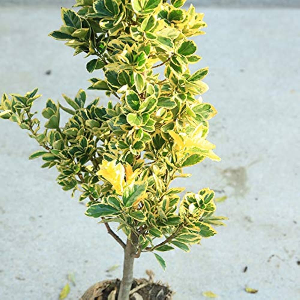 Amazon.co.jp: 明るい生垣にピッタリ！庭木：キンマサキ（金正木