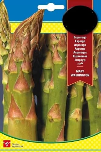 Semillas Esparrágo Verde PREMIUM Semillas para Cultivar en Casa