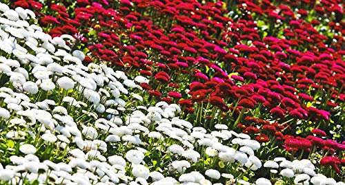 Pomponette Daisy - White + red - a Set of Seeds of Two Varieties -