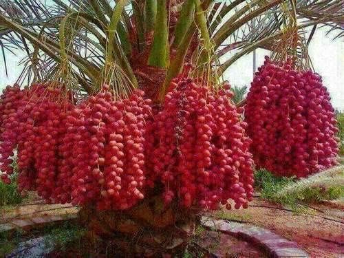 Cloud Farm ARABIAN KHAJUR/DATE PALM TISSUE CULTURE TREE LIVE GARDEN PLANT CF_N_79 (B0CTMQTSVS) Amazon Price History, Amazon Price Tracker