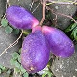 あけび 木通 アケビ 秋の味覚 いっぱい