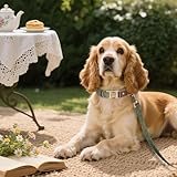 Didog Weich gepolstertes Lederhalsband für mittelgroße Hunde, klassisches Hundehalsband mit Metall-Schnellverschluss, verstellbar, mittelgroß, Kunstleder, grün, M