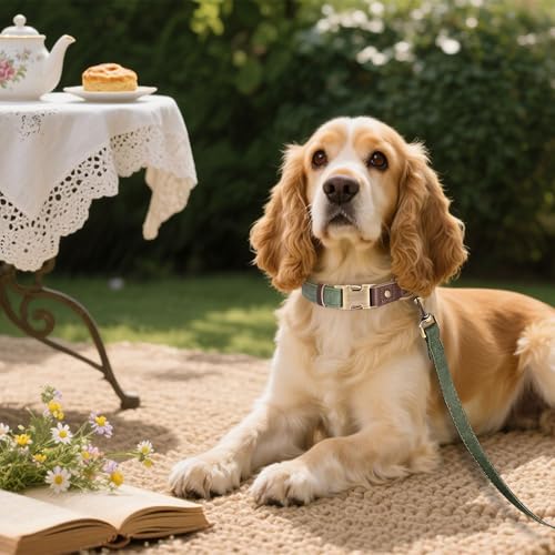 Didog Weich gepolstertes Lederhalsband für mittelgroße Hunde, klassisches Hundehalsband mit Metall-Schnellverschluss, verstellbar, mittelgroß, Kunstleder, grün, M