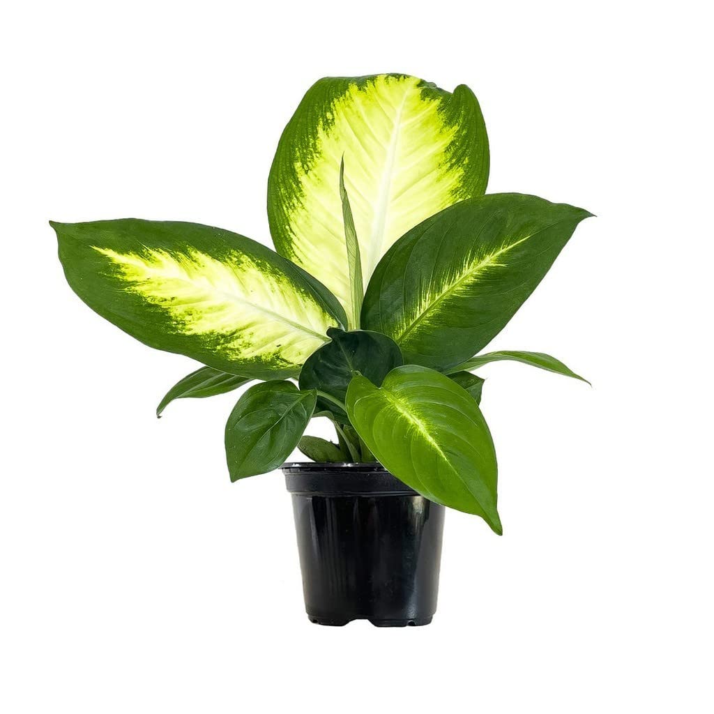 OhhSome Table Plant Dieffenbachia Tropic Mary, 8.5 Cm Pot Small Plants For Office Desk (Exotic Live Healthy Plant)
