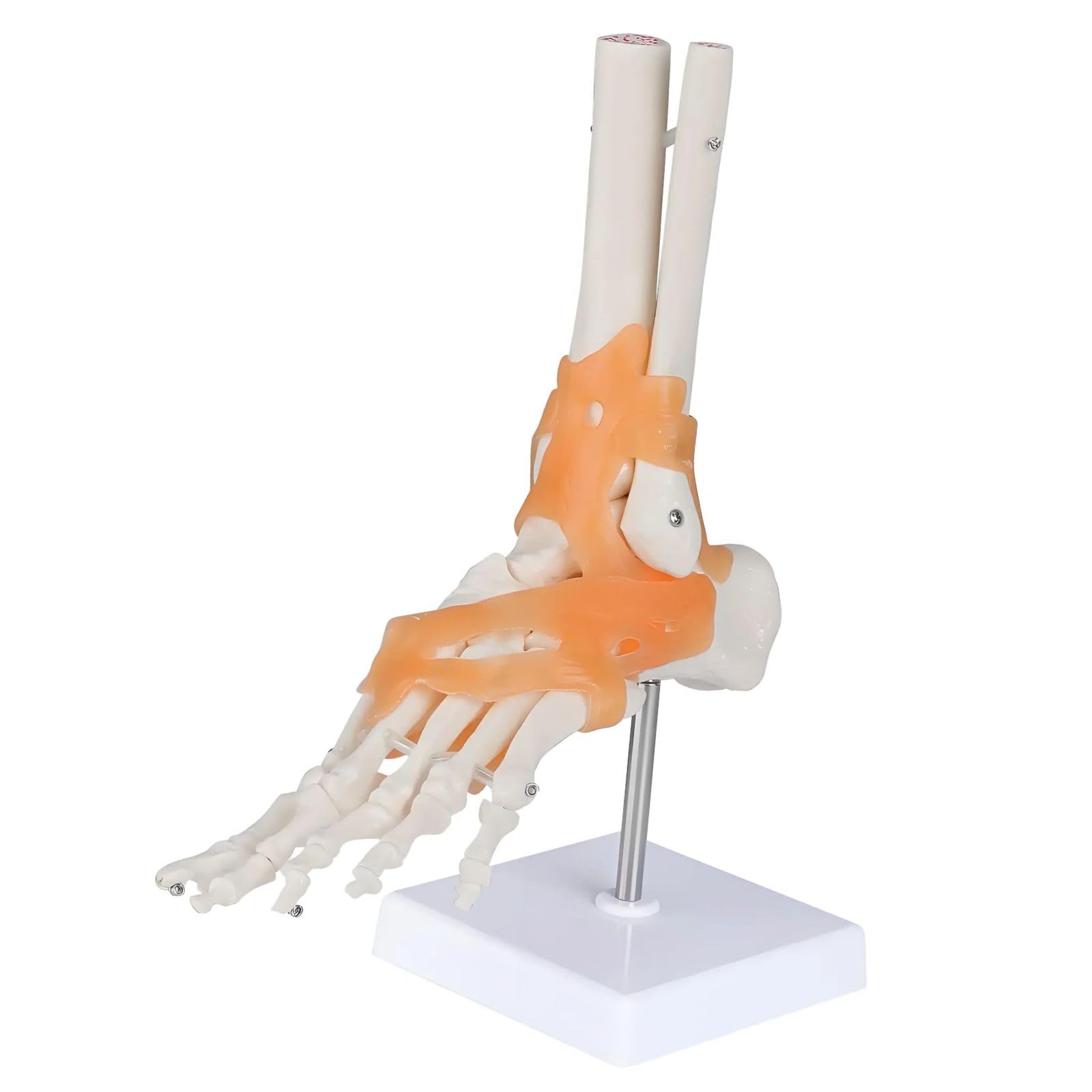 Modèle de ligament de cheville avec base pour l'enseignement universitaire et la podologie