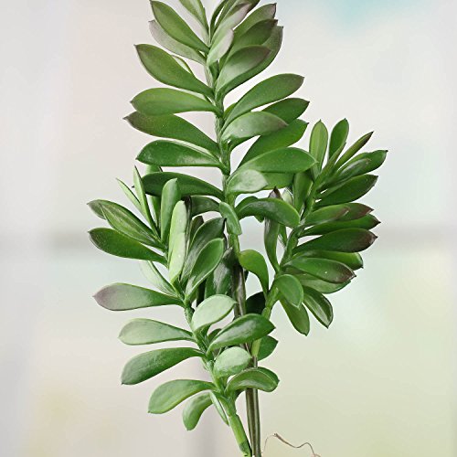 Factory Direct Craft Set of 3 Assorted Artificial Succulents for Crafting, Arranging and Embellishing