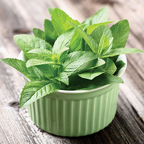 Park Seed Peppermint Seeds, Kitchen Herb, Mint Seeds, Pack Of 100 Seeds #TOP2