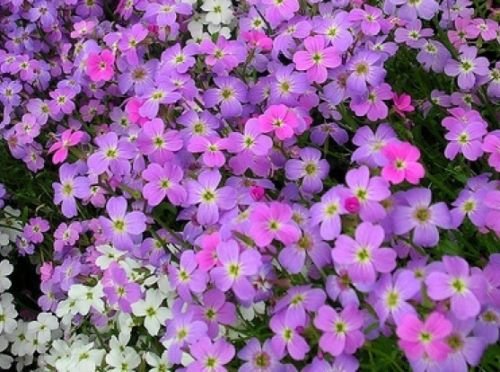 Virginia Stock 100 graines fraîches lilas et blanc