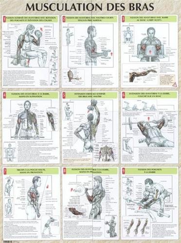 Télécharger Musculation des bras : Poster livre En ligne