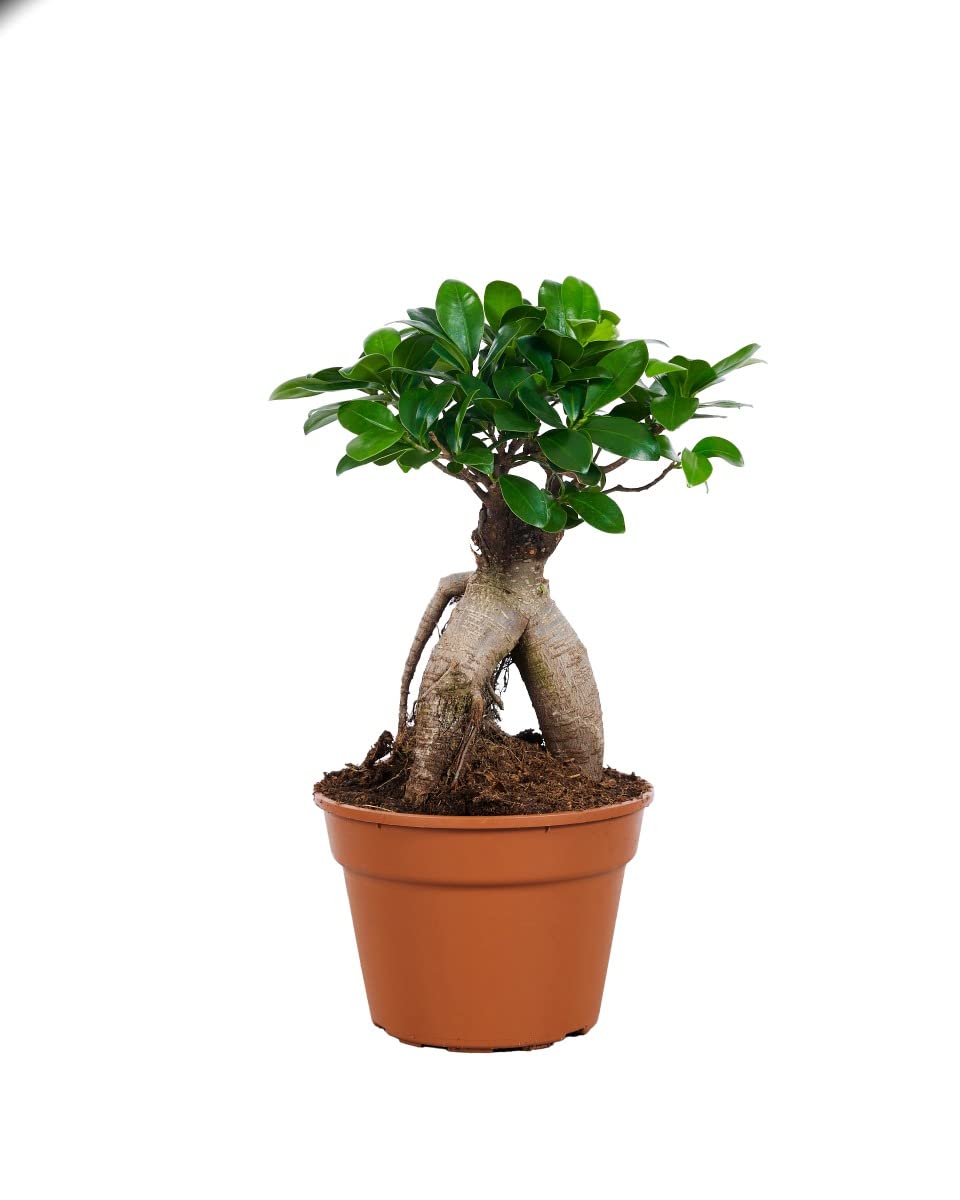 saatgut getreide BIO Saatgut Getreide Sommerhafer  Biogartenladen