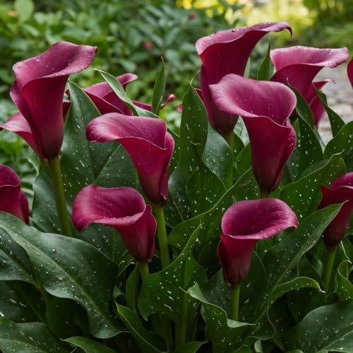 Calla Lilien Zwiebeln Winterhart Mehrjährig - Purple Passion (Lila) Zantedeschia - 5 große Blumenzwiebeln - Echte Pflanzen aus Holland - für Garten und Topf (kein Samen, nicht künstlich)
