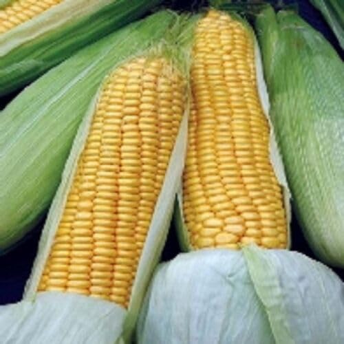 Buy4seeds 30 Seeds Swift F1 Sweet Corn Seed Easy to Grow Garden