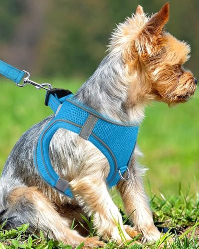 Joytale Hundegeschirr Kleine Hunde, Reflektierend Weich Gepolstert Geschirr, Air-Mesh Brustgeschirr Hund klein, S, Baby Blau