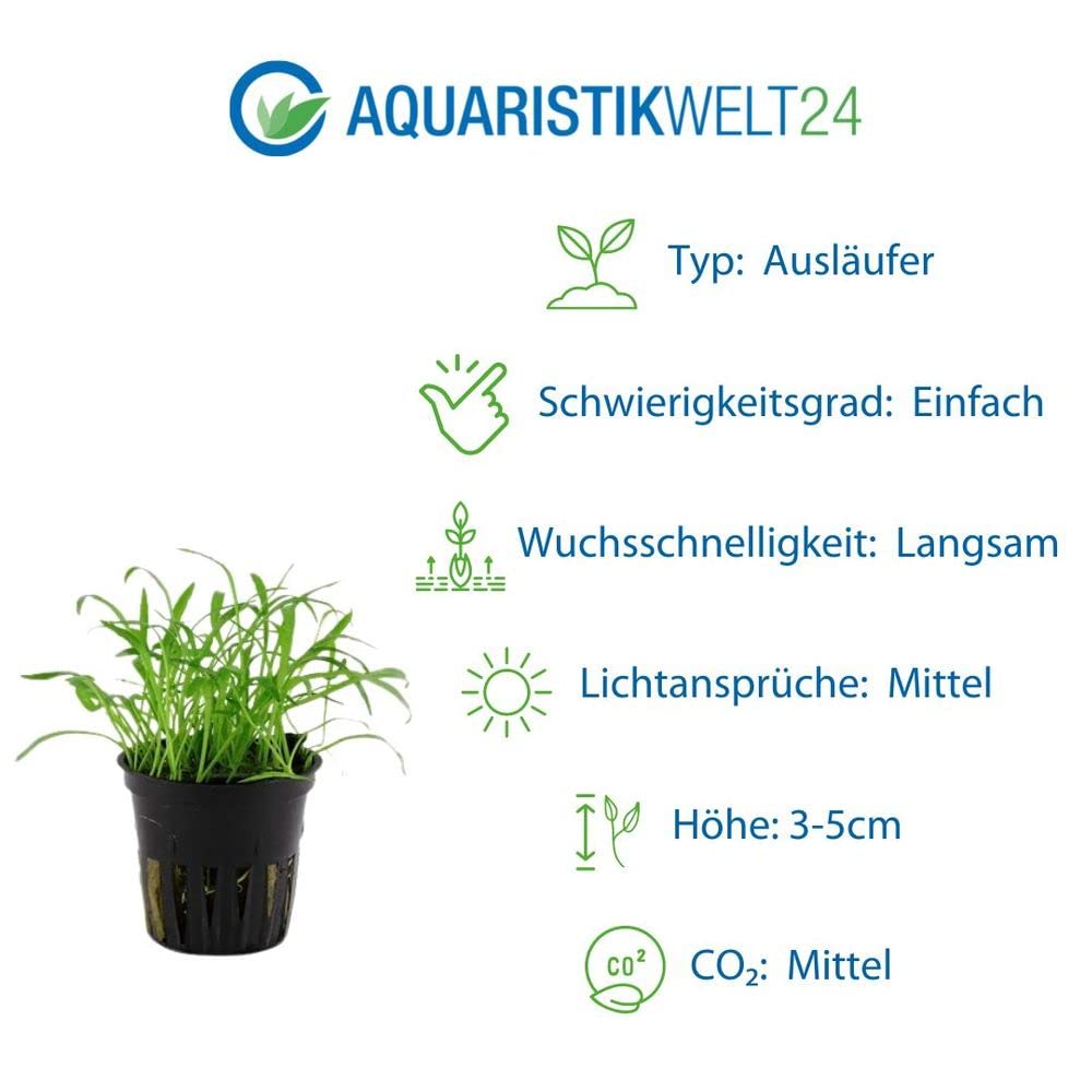 AquaOne Juego de 5 plantas acuáticas, hierba, plantas de acuario, con