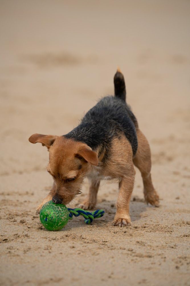 Petface Toyz piłka do żucia i odbijająca się lina dla psa - niebieska, różowa lub zielona, w zestawie tylko jedna
