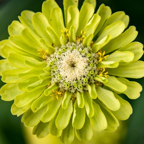 PREMIER SEEDS DIRECT - Zinnia Seeds - Envy - Green - 4 GRAM 