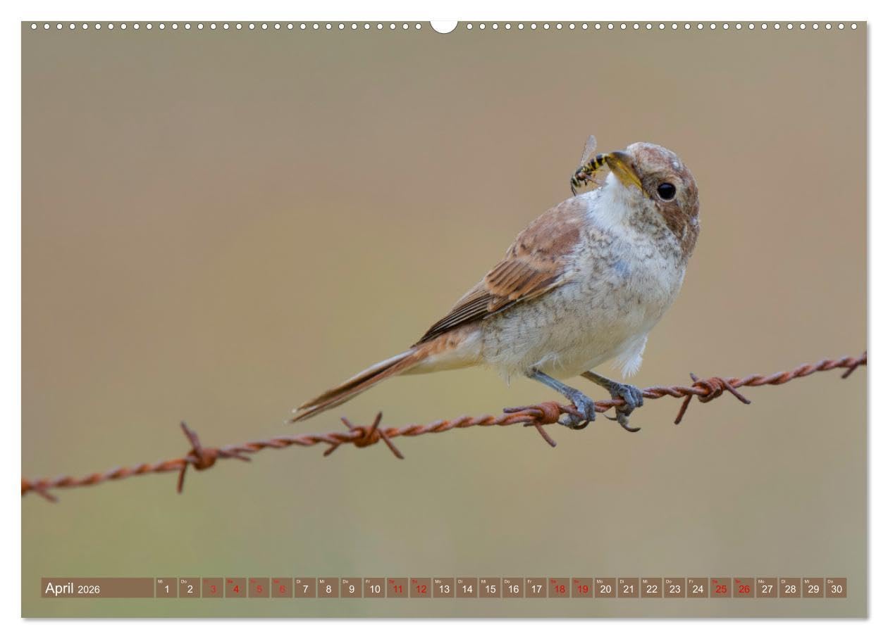 Geliebtes Federvieh (Wandkalender 2026 DIN A2 quer), CALVENDO Monatskalender: Eine Sammlung von Vogel-Fotografien, unterschiedlicher Arten und Familien. (CALVENDO Tiere)