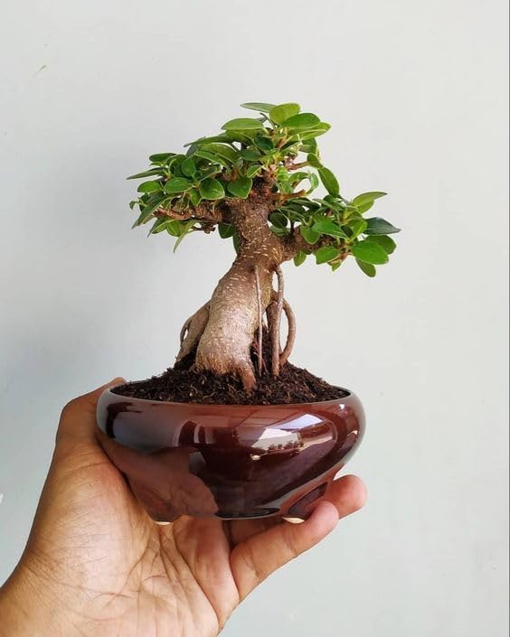 Manjuu Lucky Banyan Live Plant, baragad Paniyan, Banyan Malayan, Banyan ...