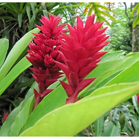 3 HAWAIIAN RED GINGER PLANTS ~ GROW HAWAII Cover