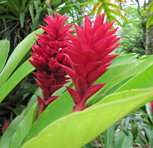 Hawaiian Red (Awapuhi`ula`ula) Ginger Plant Root 1Pk Discount Hawaiian Gifts #TOP5
