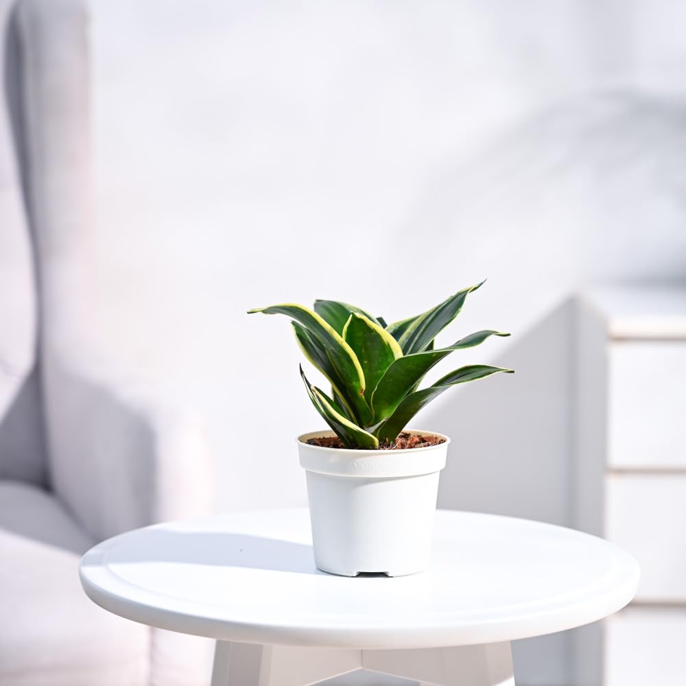Ugaoo Sansevieria Golden Hahnii Snake Live Plant With Grow Pot (B0CD5VWW53) Amazon Price History, Amazon Price Tracker