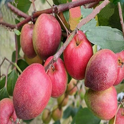 Image of All-Time 12 Months Hybrid GRAFTED Live Fruit Plant Original & Authentic Organic Tree for Outdoor Fast-Growing Fruit Plant Home Gardens Pack Of-1 (Kashmiri Red Apple Ber Plant, Medium)