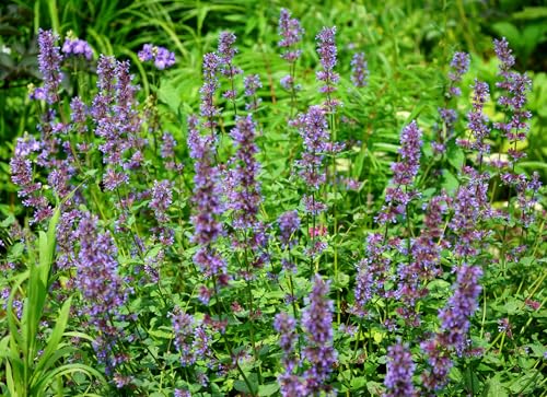 Großblütige Katzenminze – Nepeta grandiflora – Aromawolke für Bienen und Schmetterlinge – Lichtkeimer – 200 Samen
