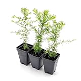3 Coastal Redwoods (Sequoia sempervirens) – Tall Evergreen Conifer Tree with Soft, Dense Needled Foliage | 2.5” Nursery Cubes, Ready-to-Plant Live Starter Plants