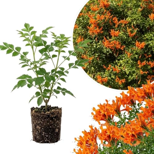 Live Orange Honeysuckle Plant 6-10 InchTall Orange Honeysuckle 4 Inch Pot Climbing Flowering Vine for Outdoor Growing