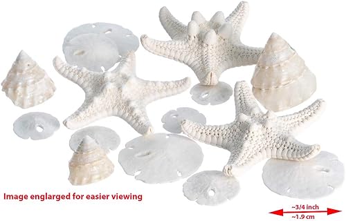 Mezcla náutica de boda blanca en miniatura | 12 piezas | Incluye pequeñas estrellas de mar Knobby blancas reales, dólares de arena, conchas de