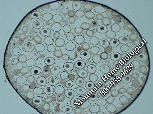 Mammal Giant Multipolar Neurons Slide, Smear, Luxol Fast Blue