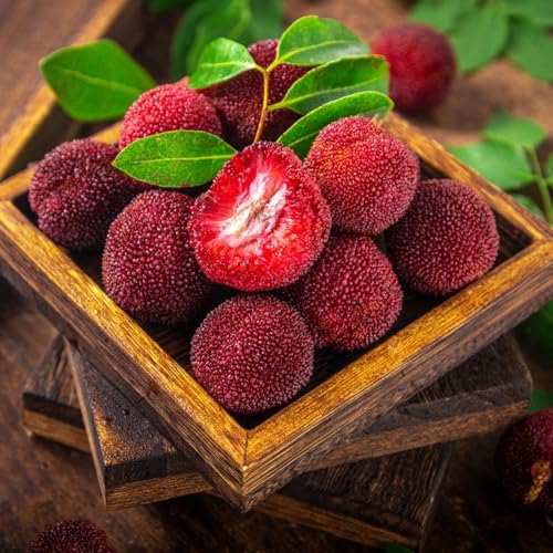 Semi di Myrica rubra,da frutto colonnari,semi di giardino to,regali per gli amanti del giardino da balcone 100pcs