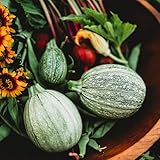 Ronde de Nice Zucchini (Round Zucchini) - 25 Seeds - Rare French Heirloom, Early Maturing Zucchini Variety, Non-GMO, Heirloom Round Zucchini Seeds for Planting in The Home Garden, Thresh Seed Company