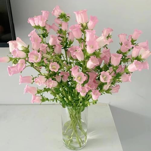 campanilla - semillas 40pcs