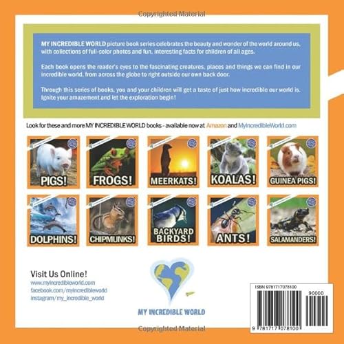 Squirrels!: A My Incredible World Picture Book (My Incredible World: Nature and Animal Picture Books for Children)