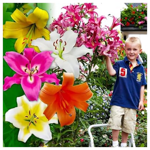 Riesen Lilien Zwiebeln Baum Kollektion, Packung mit 15 Zwiebeln in 5 Sorten und Farben, Winterharte Blumenzwiebeln Mischung aus Holland zum Garten-Pflanzen (große Knollen, kein Samen, nicht künstlich)