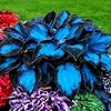 Mixrug Mix Hosta Seeds for Planting, 280+pcs Rare Perennial Hosta Flower Seeds Plants, Non-GMO Heirloom Long Blooming Shaded Entry Pathway Flowers for Garden Outdoors #1