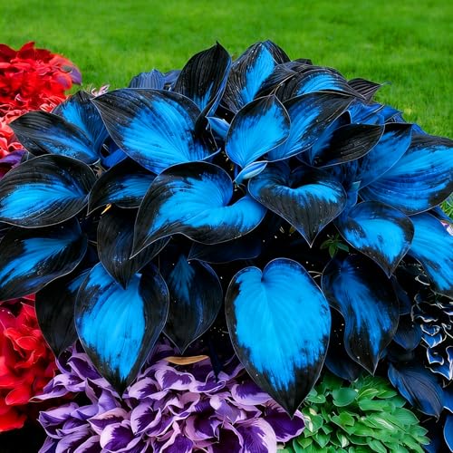 Mixrug Hosta Seeds for Planting, 290+pcs Rare Perennial Hosta Flower