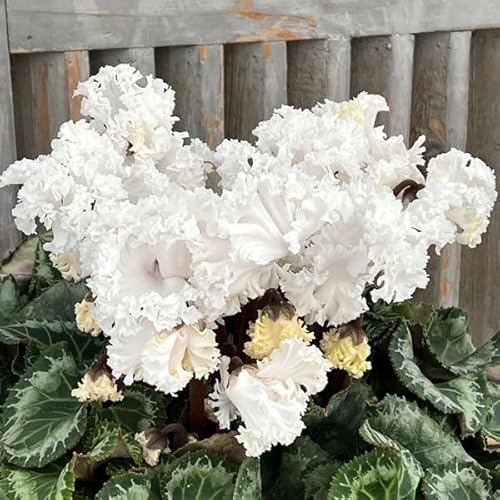 �V�N�������F�������Ɖ��|���񎎍슔 �z���C�g�n�i25-06�j5�����A��[�������Ɖ��|����̎��R�J�Ԋ�]